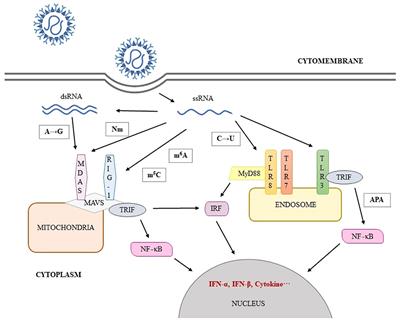 The role of post-transcriptional regulation in SARS-CoV-2 infection and pathogenicity